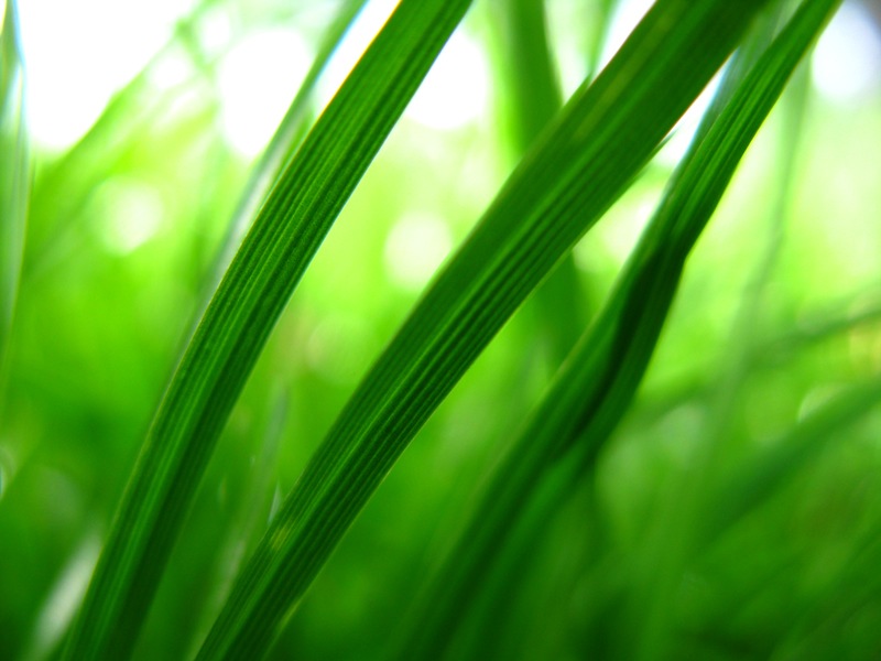 benefits-of-drinking-wheatgrass